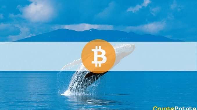 Bitcoin Accumulation Accelerates as Whales Buy 0.29% of BTC's Total Bitcoin Accumulation Accelerates as Whales Buy 0.29% of BTC's Total Supply in a Week: Analysis