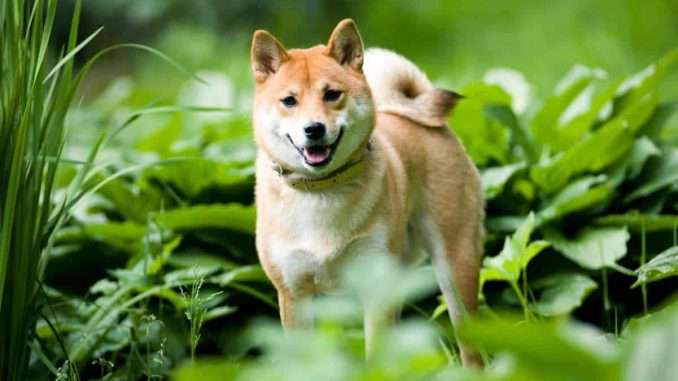 Leading Spanish Cryptocurrency Exchange Adds Shiba Inu (SHIB) Leading Spanish Cryptocurrency Exchange Adds Shiba Inu (SHIB)