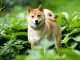 Leading Spanish Cryptocurrency Exchange Adds Shiba Inu (SHIB)