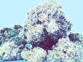 Why the Marijuana Industry Needs Crypto
