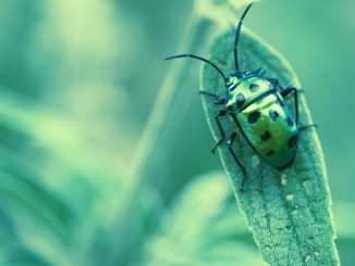 OlympusDAO Rolls Out $3.3M Bug Bounty Program With DeFi Security Platform Immunefi