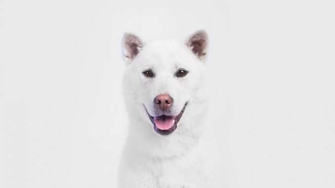 why is the price KISHU of rallying? why is the price KISHU of rallying?