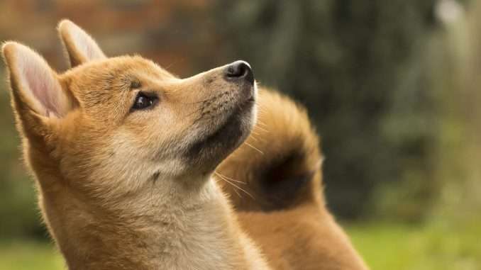 Dogecoin Spikes 10% After News of Musk's $3B Stake in Dogecoin Spikes 10% After News of Musk's $3B Stake in Twitter