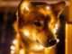Doge Day Then and Now: Lackluster Buzz as Dogecoin's Price Is 65% Lower Than Last Year