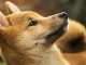 Dogecoin Loses Momentum From Elon Musk Twitter News