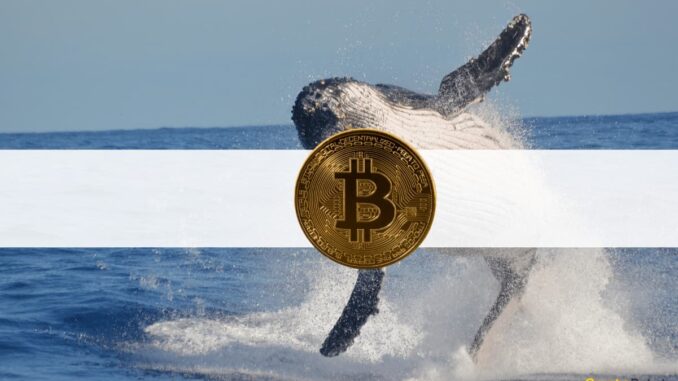 Fake BlackRock ETF News Caused This Crypto Whale To Lose Fake BlackRock ETF News Caused This Crypto Whale To Lose Big