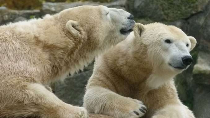 UltraShort Bitcoin ETF Offering 2x Inverse Returns Sees Record Volume Polar bears