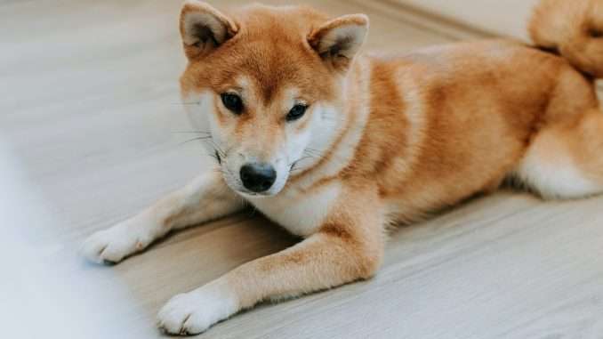 Dog Memecoins Rebound as Bitcoin Reaches $98,000 (Unsplash)