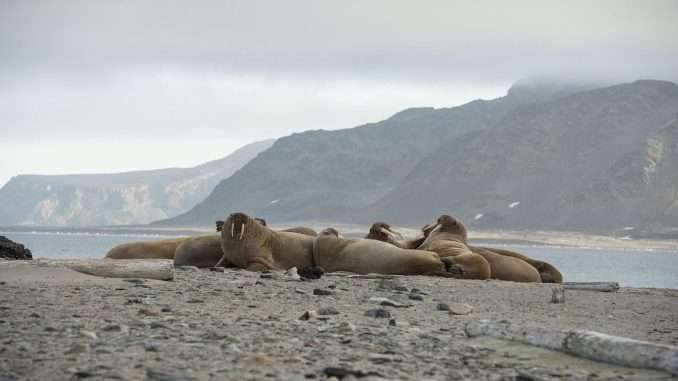 Data Storage Protocol Walrus Sells $140M of Tokens Ahead of 16:9 Walrus (Joffi2017/Pixabay)